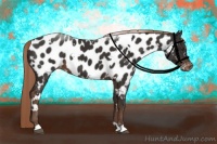Horse Color:White Spotted Liver Chestnut Near Leopard 