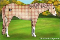 Horse Color:Plaid  Palomino Sabino Rabicano 
