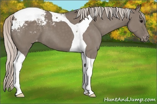 Horse Color:Silver Grullo Tobiano Appaloosa 