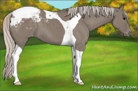 Horse Color:Silver Grullo Tobiano Appaloosa 