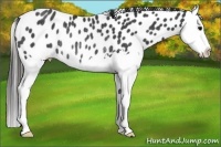 Horse Color:Black Splash Appaloosa Rabicano