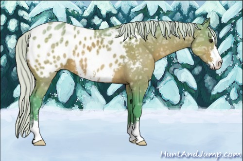 Horse Color:Watercolor Silver Bay Ice Sabino Appaloosa 