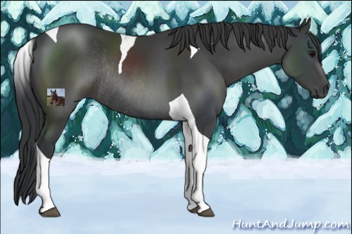 Horse Color:Black Sabino Tobiano Rabicano