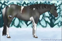 Horse Color:Black Sabino Tobiano Rabicano