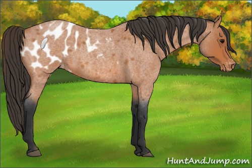 Horse Color:Bay Roan Appaloosa 