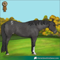 Horse Color:Black Appaloosa 