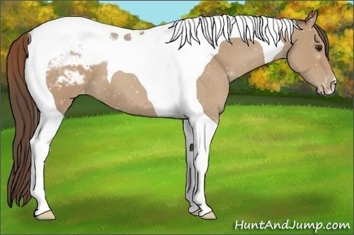 Horse Color:Classic Champagne Tobiano Appaloosa 