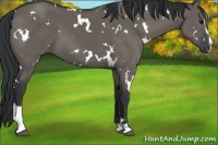 Horse Color:White Spotted Grullo Sabino 