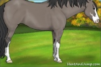 Horse Color:Grullo Sabino
