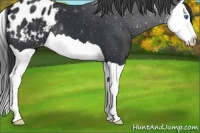 Horse Color:Black Splash Appaloosa 