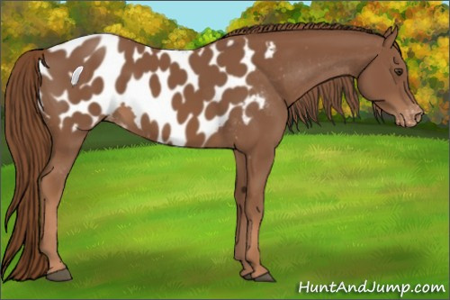 Horse Color:Chestnut Appaloosa 