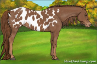 Horse Color:Chestnut Appaloosa 