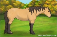 Horse Color:Buckskin 