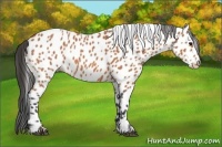 Horse Color:Bay Appaloosa 