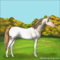 Horse Color:Gold Champagne Dun Tobiano Frame Appaloosa Rabicano 