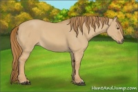 Horse Color:Red Dun 