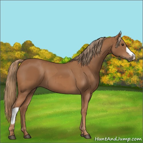 Horse Color:Chestnut  and Chestnut 