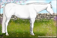 Horse Color:Gold Cream Champagne Dun Appaloosa 
