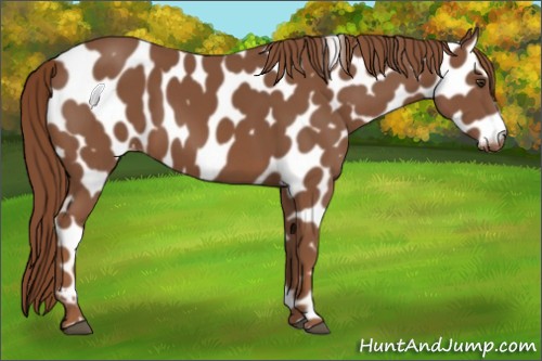 Horse Color:Chestnut Appaloosa 