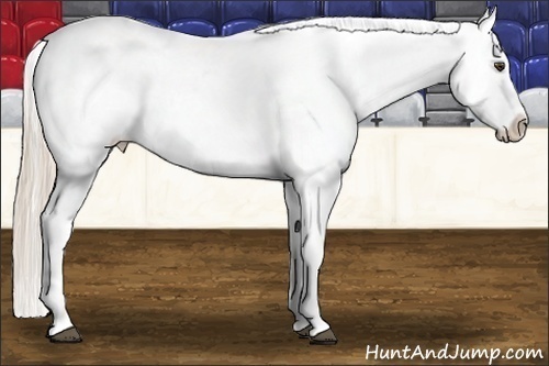 Horse Color:Palomino Dun Appaloosa 