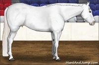Horse Color:Palomino Dun Appaloosa 