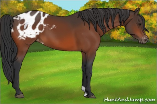 Horse Color:Bay Appaloosa 