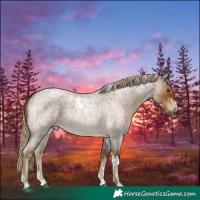 Horse Color:Chocolate Palomino Roan Tobiano 