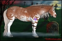 Horse Color:White Spotted Silver Bay Sabino Rabicano