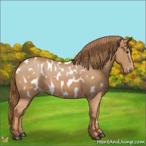 Horse Color:Chestnut Near Leopard 