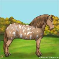 Horse Color:Chestnut Appaloosa 