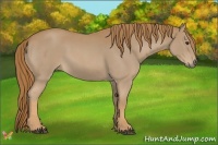 Horse Color:Red Roan 