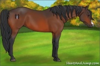 Horse Color:Brown 