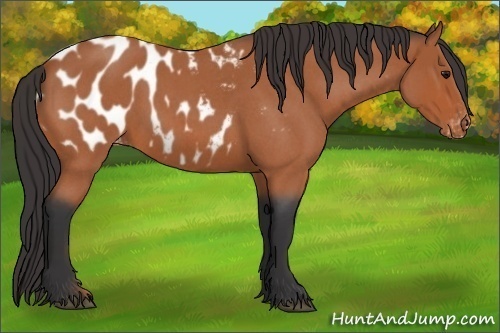 Horse Color:Bay Roan Appaloosa 