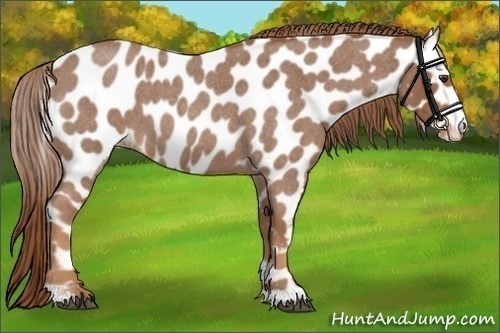 Horse Color:Red Roan Appaloosa 