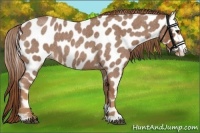 Horse Color:Red Roan Appaloosa 