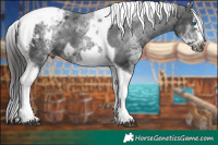 Horse Color:White Spotted Black Splash Tobiano Frame Appaloosa 