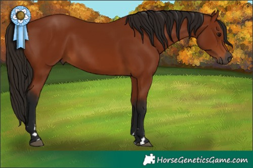 Horse Color:Gray Bay 