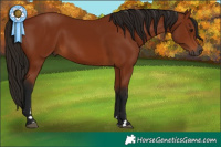 Horse Color:Gray Bay 