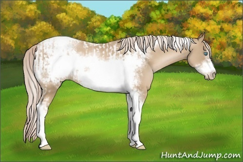 Horse Color:Chocolate Palomino Pearl Tobiano Frame  and Chocolate Palomino Pearl Tobiano Frame 