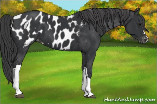 Horse Color:Black Appaloosa 