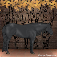 Horse Color:Black 