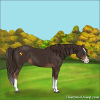 Horse Color:Liver Chestnut Sabino Splash 
