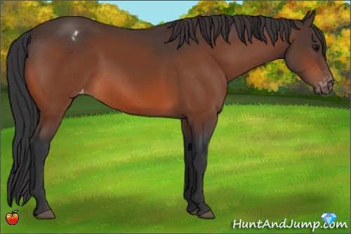 Horse Color:Bay Appaloosa