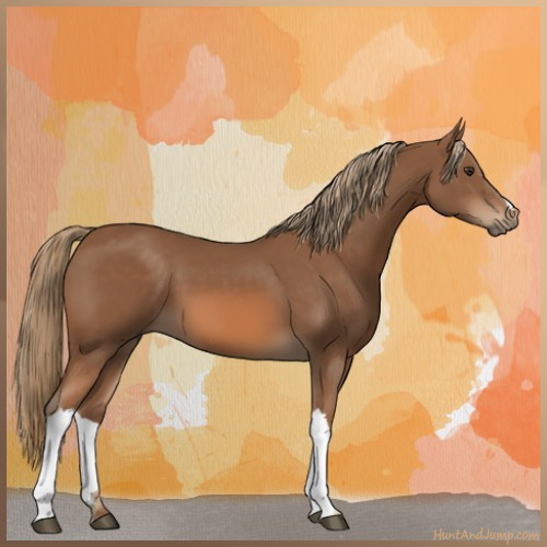 Horse Color:Chestnut 