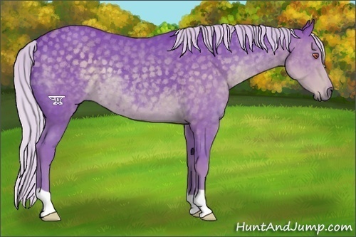 Horse Color:Watercolor Silver Black Chinchilla 