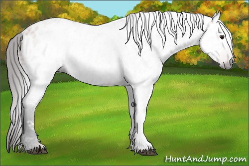 Horse Color:Gray Bay Near Leopard