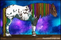 Horse Color:Painted White Spotted Liver Chestnut Appaloosa 
