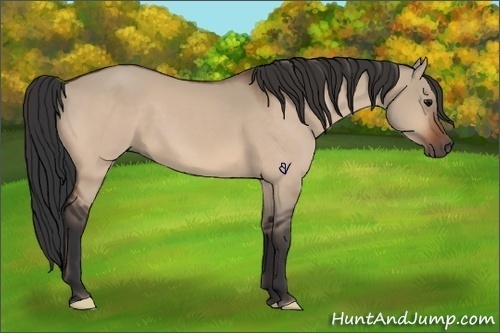 Horse Color:Bay Dun 