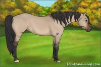 Horse Color:Bay Dun 