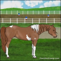 Horse Color:Chestnut Tobiano